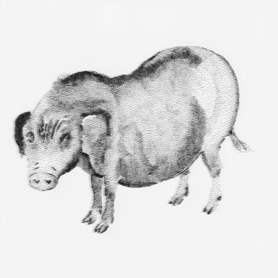 12 Animals - Pig