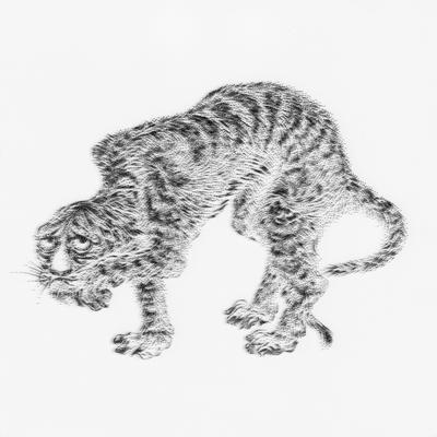 12 Animals - Tiger; 2015.354